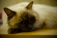 Thumbnail _mg_6147.jpg 