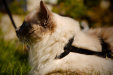 Thumbnail _mg_6342.jpg 
