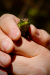 Thumbnail _mg_6457.jpg 
