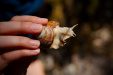 Thumbnail _mg_6492.jpg 