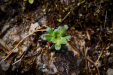 Thumbnail _mg_6510.jpg 