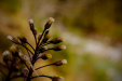 Thumbnail _mg_6516.jpg 