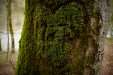 Thumbnail _mg_6533.jpg 