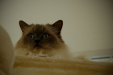 Thumbnail _mg_3126.jpg 