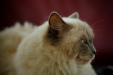 Thumbnail _mg_3133.jpg 
