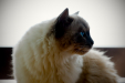 Thumbnail _mg_3154.jpg 
