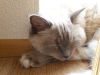Thumbnail 20160515_151155.jpg 