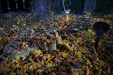 Thumbnail img_8768.jpg 