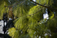 Thumbnail _mg_0386.jpg 