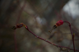 Thumbnail _mg_0444.jpg 