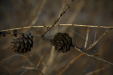 Thumbnail _mg_0445.jpg 