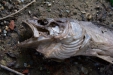 Thumbnail img_2869.jpg 
