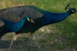 Thumbnail img_0062.jpg 