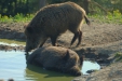 Thumbnail img_0093.jpg 