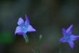 Thumbnail img_1329.jpg 