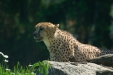 Thumbnail img_1373.jpg 