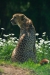 Thumbnail img_1375.jpg 