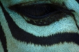Thumbnail img_1377.jpg 
