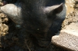 Thumbnail img_1379.jpg 