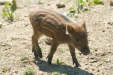 Thumbnail img_1383.jpg 