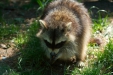 Thumbnail img_1396.jpg 
