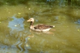 Thumbnail img_1412.jpg 