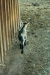 Thumbnail img_1466.jpg 