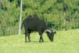 Thumbnail img_1468.jpg 