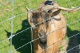 Thumbnail img_1470.jpg 