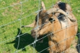 Thumbnail img_1472.jpg 