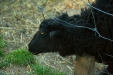 Thumbnail img_1477.jpg 