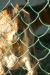Thumbnail img_1483.jpg 