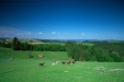 Thumbnail img_1499.jpg 