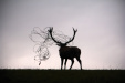 Thumbnail img_9327.jpg 