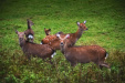 Thumbnail img_9362.jpg 