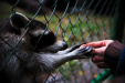 Thumbnail img_9645.jpg 