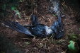 Thumbnail img_9707.jpg 