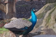 Thumbnail img_8492.jpg 