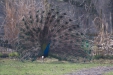 Thumbnail img_8504.jpg 