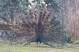 Thumbnail img_8507.jpg 