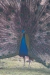 Thumbnail img_8510.jpg 