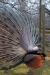 Thumbnail img_8519.jpg 