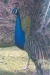 Thumbnail img_8523.jpg 