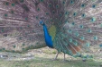 Thumbnail img_8524.jpg 