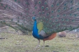 Thumbnail img_8526.jpg 