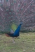 Thumbnail img_8531.jpg 