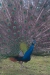 Thumbnail img_8533.jpg 