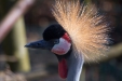 Thumbnail img_8585.jpg 