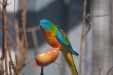 Thumbnail img_8601.jpg 