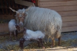 Thumbnail img_8623.jpg 